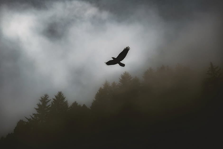 A bird silhouette soaring dramatically over a foggy forest sky, evoking freedom and mystery.